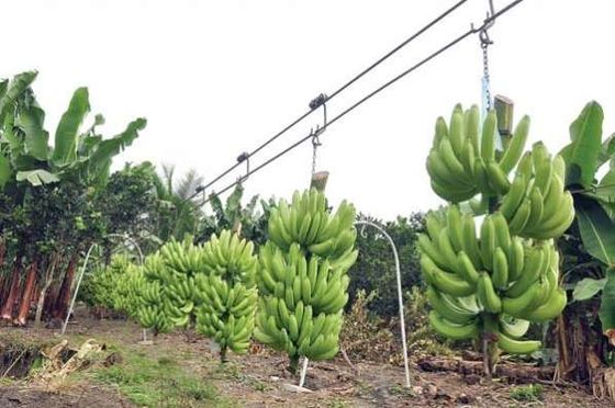 Steel Farm Banana Cableway Roller Trolley مع محامل