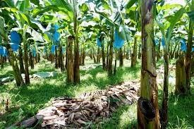 250KG Industrial Farm Banana Cableway Roller لسهولة النقل الأجهزة